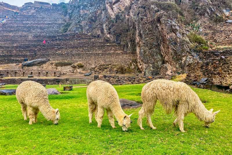 alpacas del valle sagrado