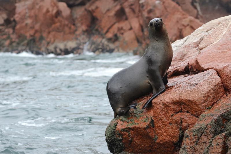 lobo de mar en islas ballestas