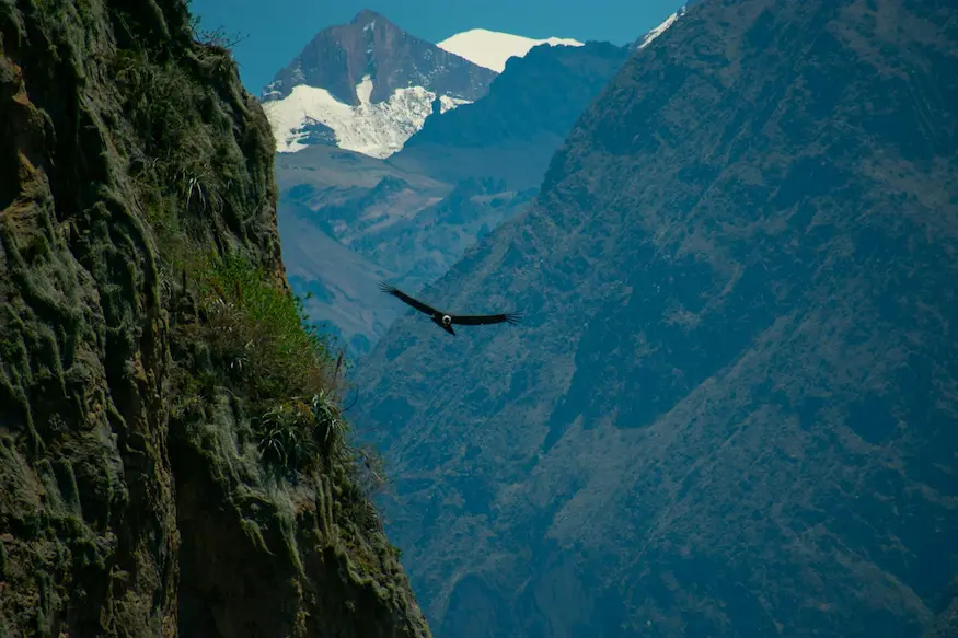Cañon de Colca 1 día