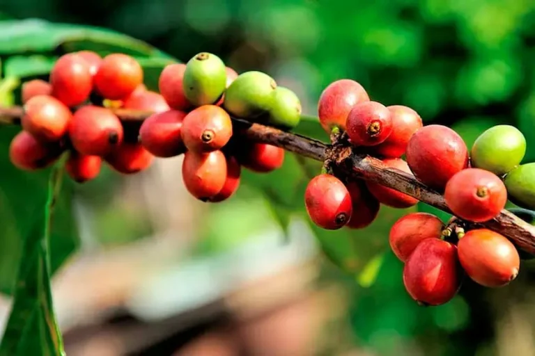 Tour del Café 1 día