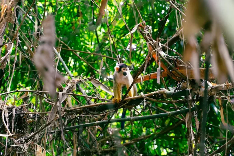 Reserva Nacional de Tambopata 3 días