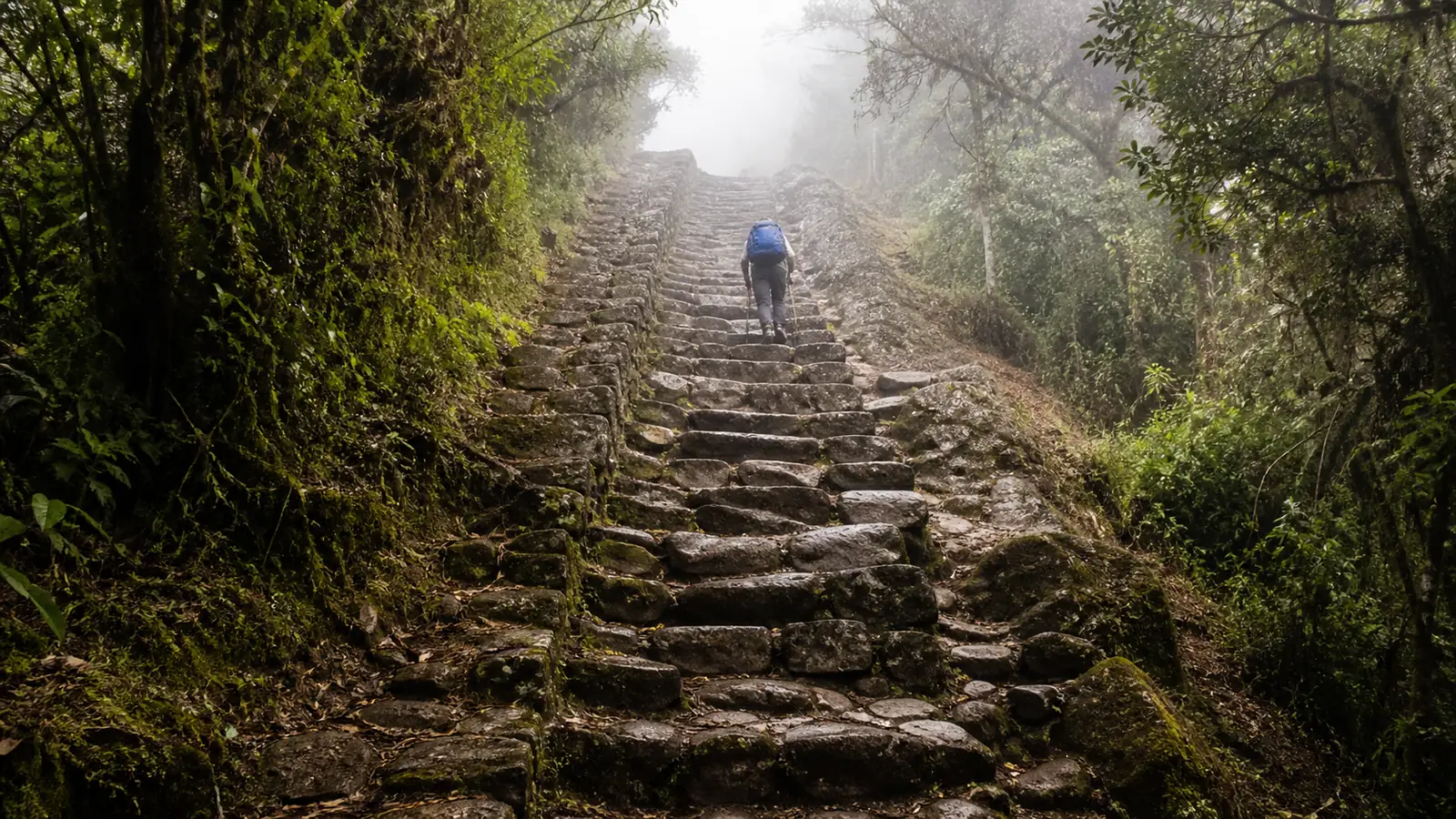 Ancient stone stairs climbing through cloud forest on the Inca Trail