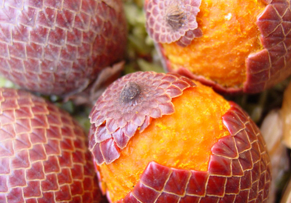 Aguaje, fruta de la selva peruana