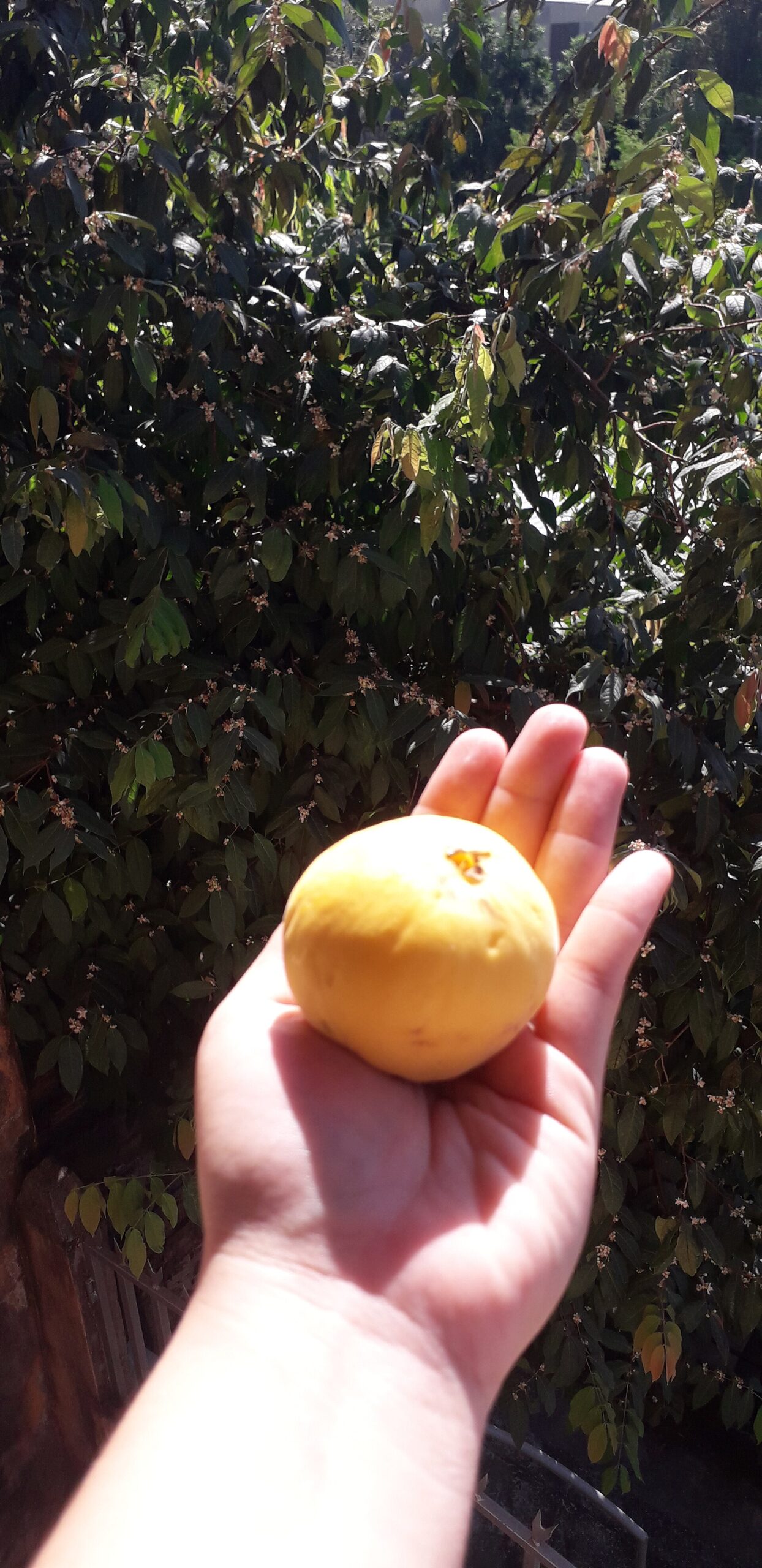 Arazá, fruta de la selva peruana