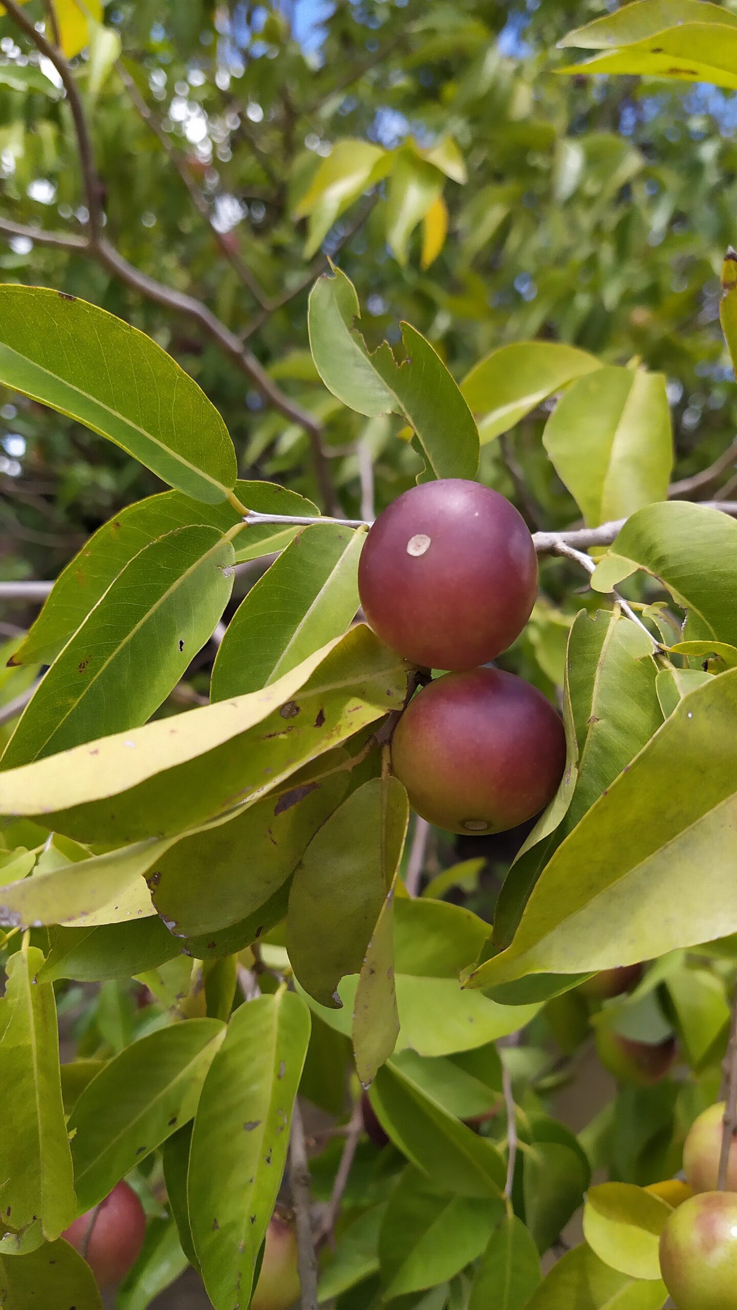 Camu camu, fruta de la selva peruana
