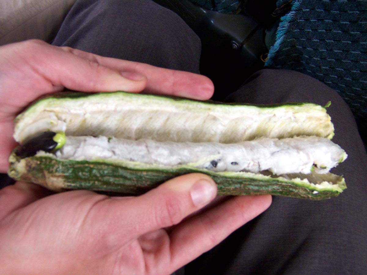 Guaba o pacae, fruta de la selva peruana