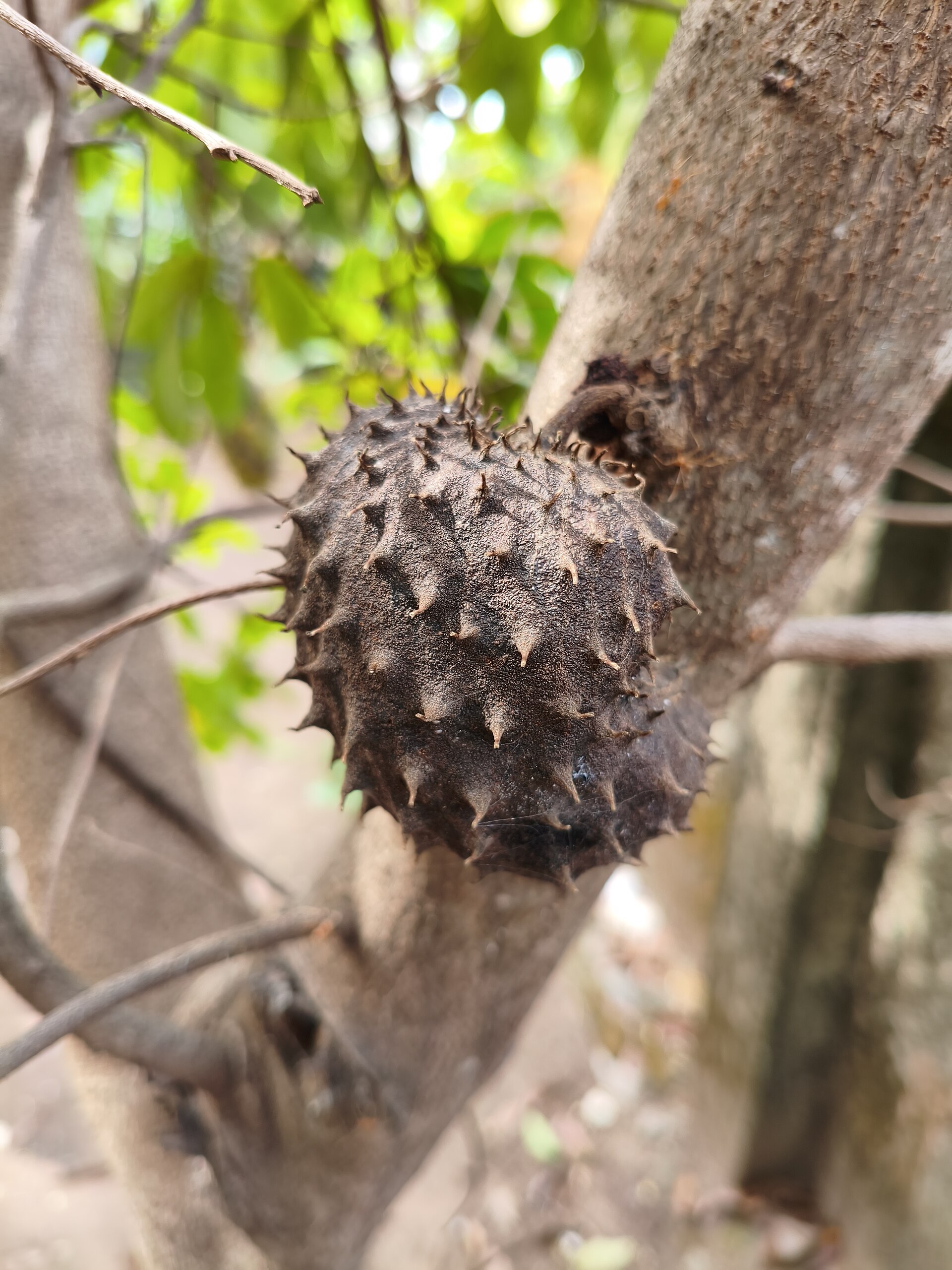 Guanábana, fruta de la selva peruana