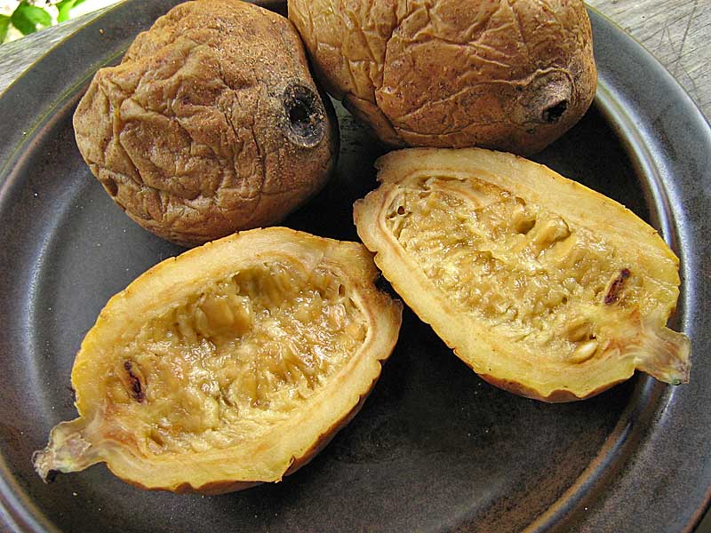 Huito o jagua, fruta de la selva peruana