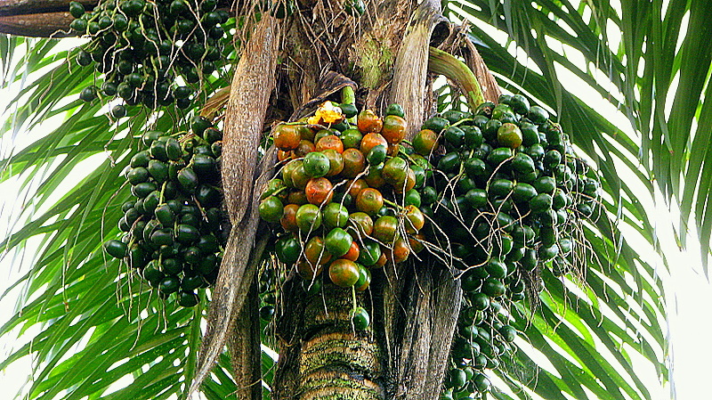 Pijuayo, fruta de la selva peruana