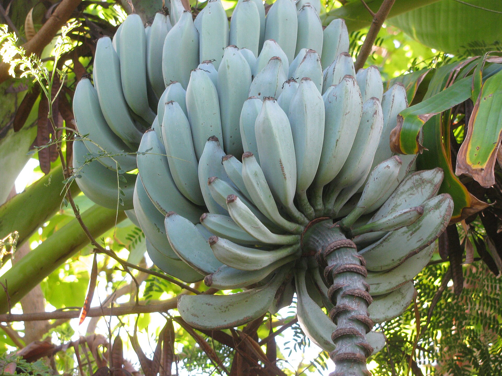 Plátano bellaco, fruta de la selva peruana