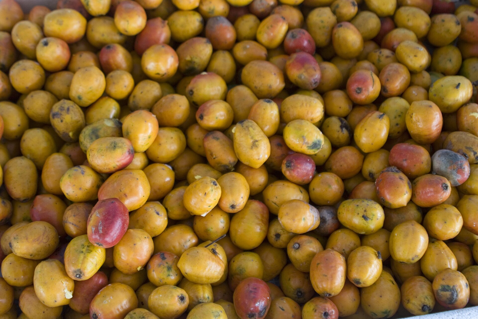 Taperibá, fruta de la selva peruana