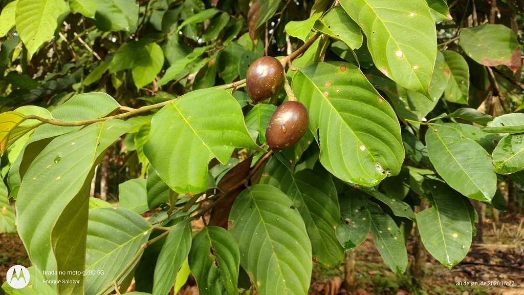 Umarí, fruta de la selva peruana