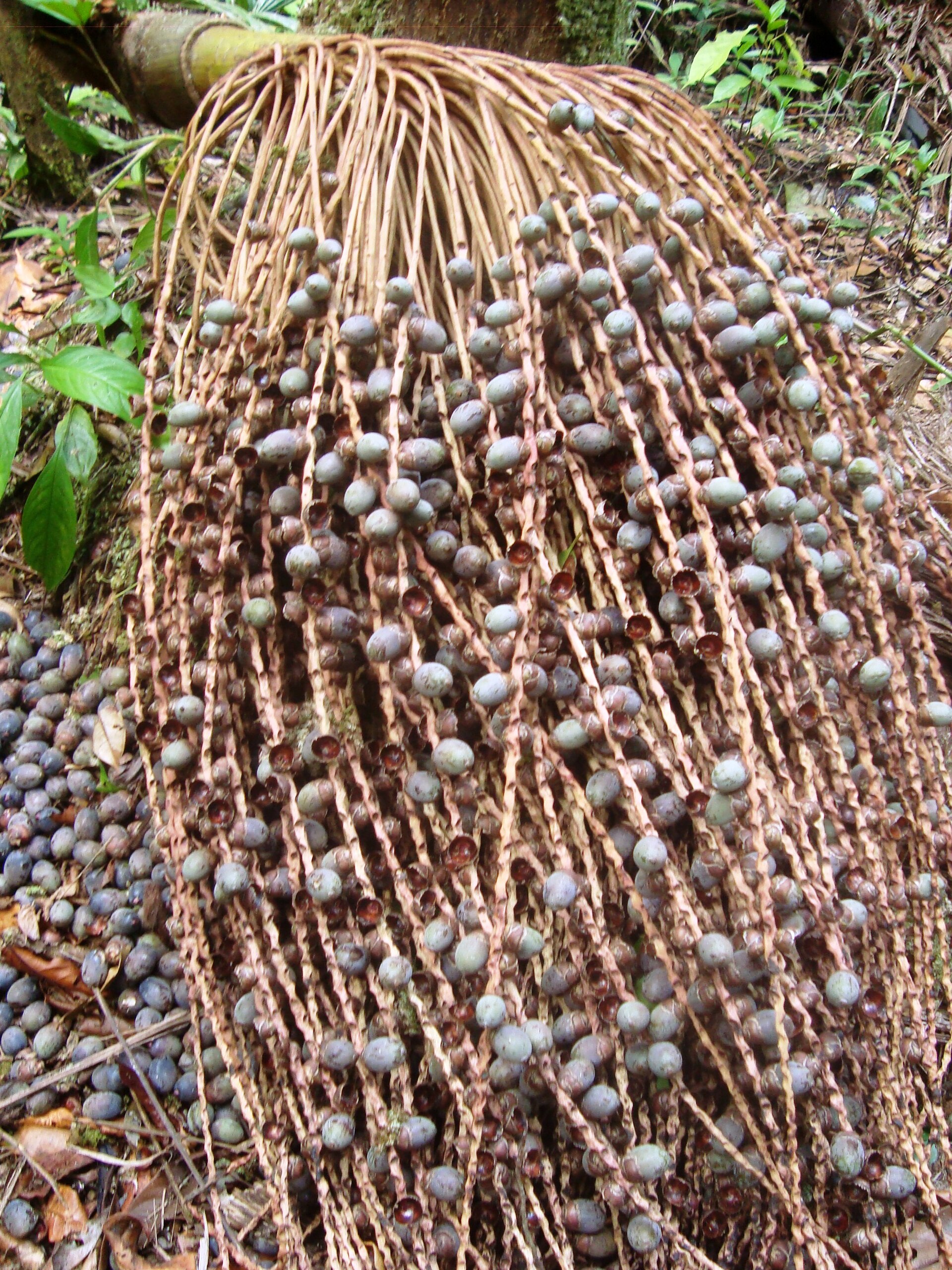 Ungurahui, fruta de la selva peruana