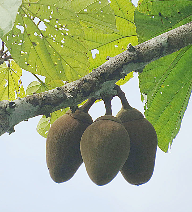 Zapote amazónico, fruta de la selva peruana